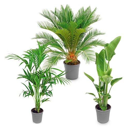 Exklusive Palme*