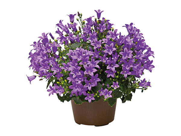 Campanula