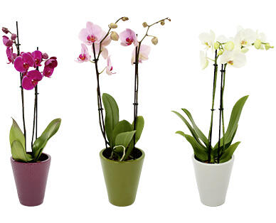 ORCHIDEA