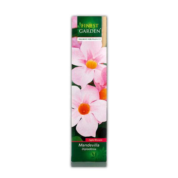 Mandevilla / Kübelpflanzen