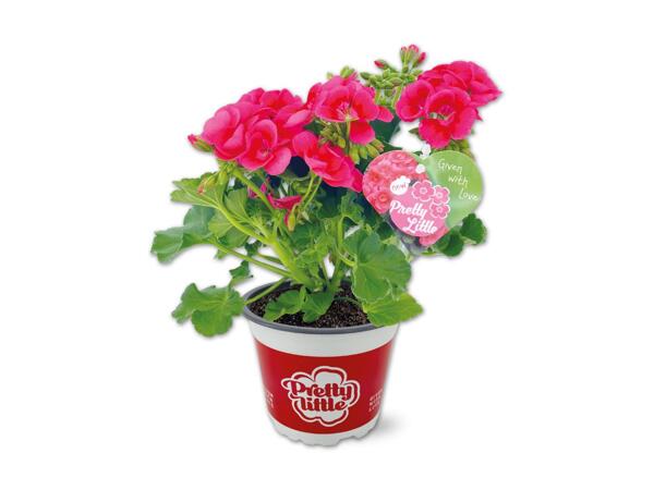 Pelargonium „Pretty Little"