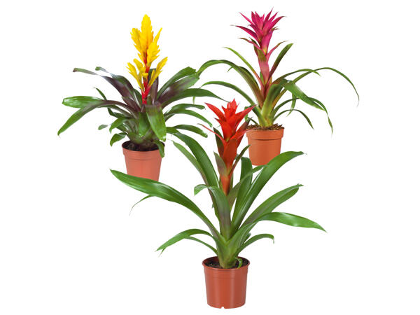 Vriesea or Guzmania