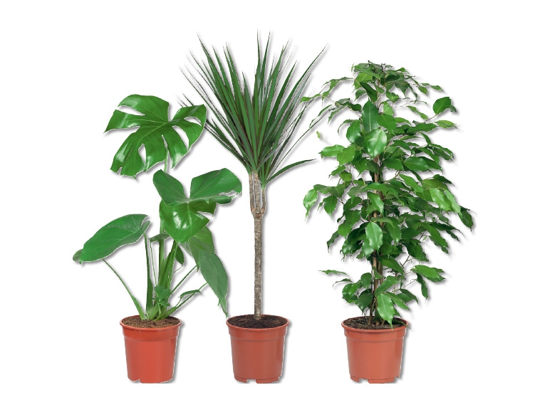 Plantes vertes