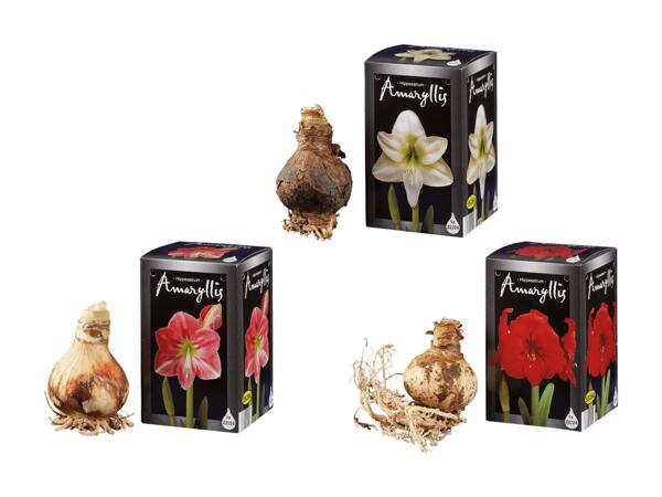 Bulbe d'amaryllis dans une boîte en carton