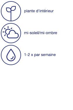 Composition de plantes