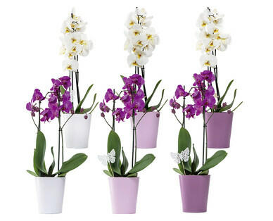 ORCHIDEE 2-TRIEBER
