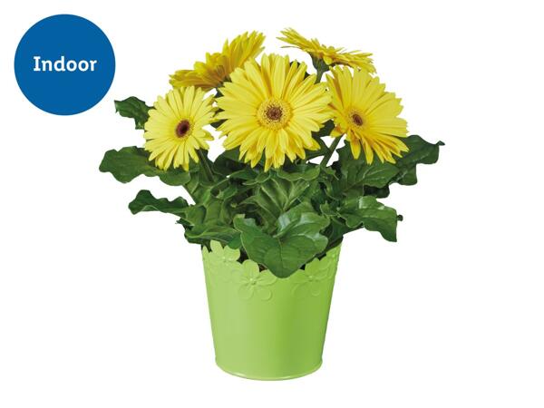 Easter Mix in Zinc Pot