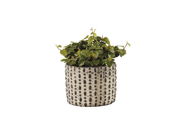 Green Plant in Greystone Pot - Lidl - Great Britain - Specials archive