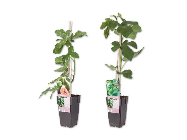 Ficus Carica (Feige)