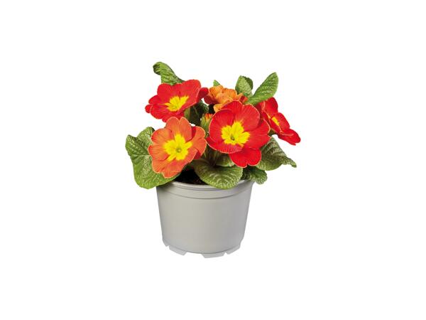 Primula XXL