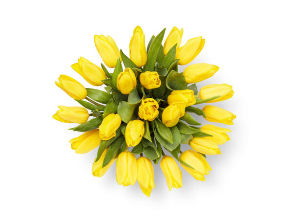 Tulip Abundance
