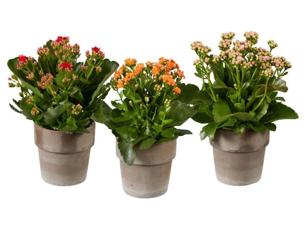 Kalanchoe
