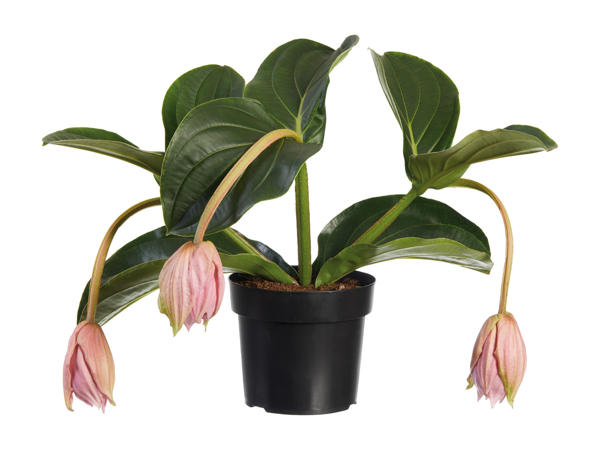 Rosenskärm