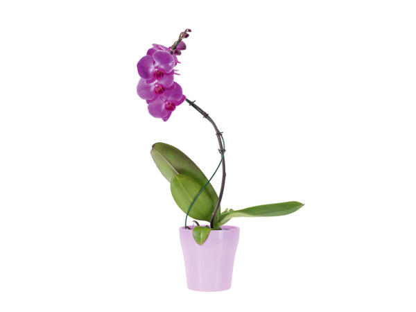 Phalaenopsis twister dans un pot en céramique