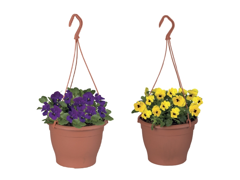 Violets in Hanging Basket