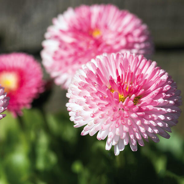 Bellis "Erdbeersahne" XL