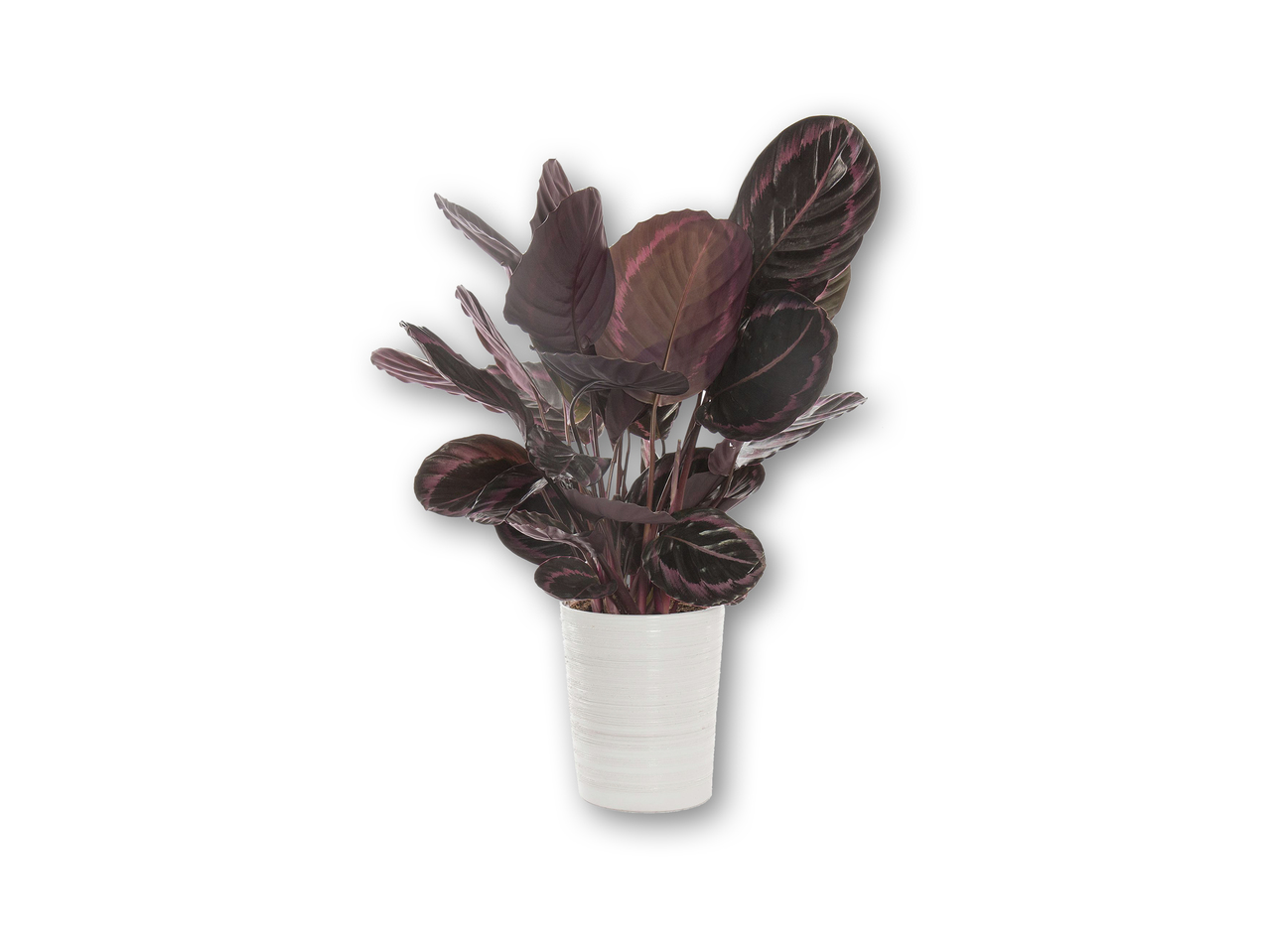Stor Calathea i keramik
