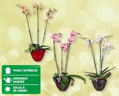 Orchidées