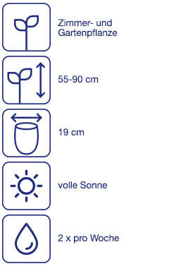 Palme