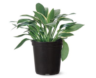1-Gallon Perennial