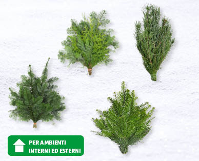 Fasci verde abete