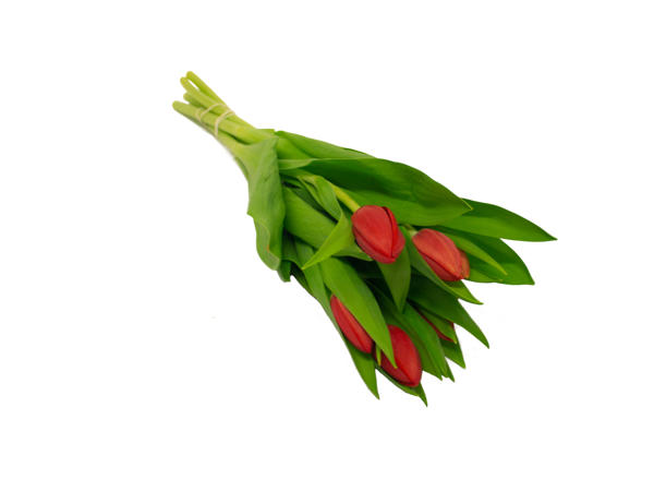 Tulipaner