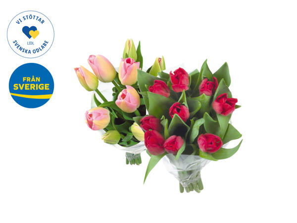 Tulpaner, 9-pack