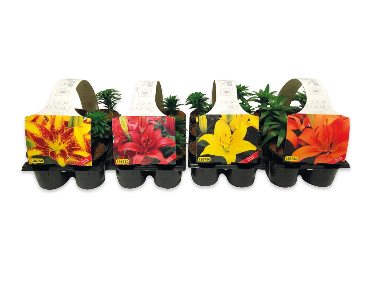 ASIATISKA LILJOR 6-PACK