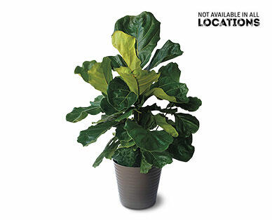 6" Fiddle Leaf Fig