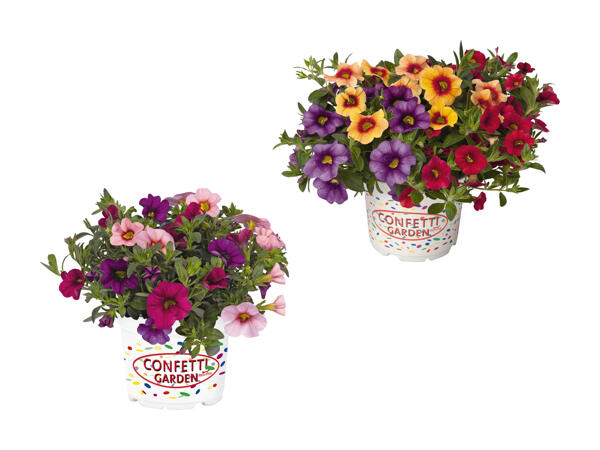 Trio de calibrachoa