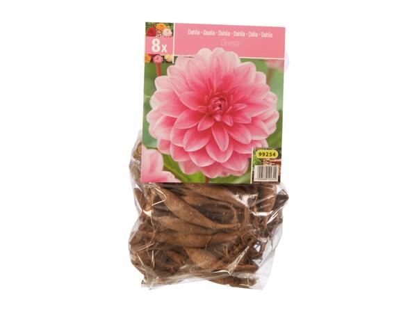 Dahlia Bulbs