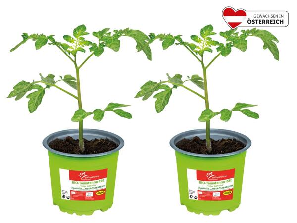 Bio-Tomaten Rarität