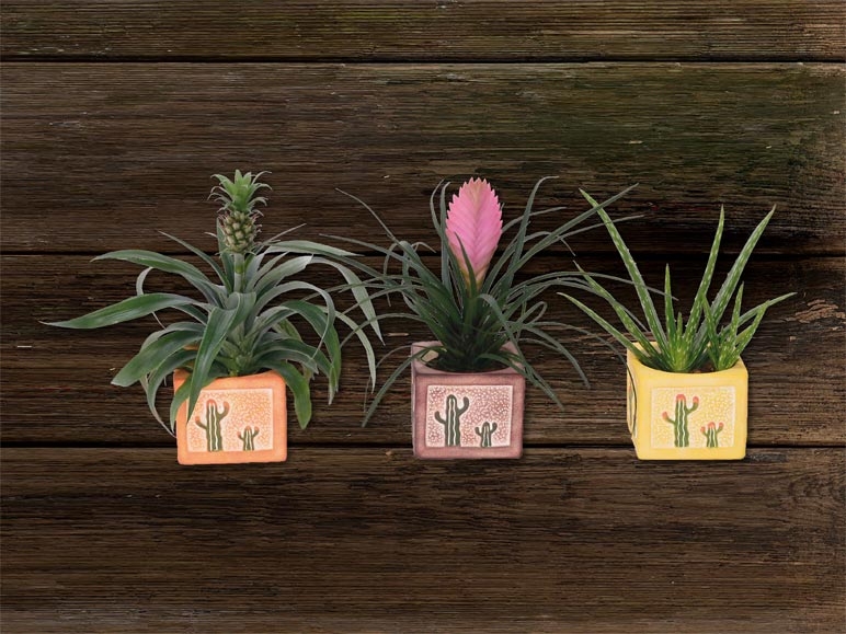 Plantes exotiques dans des pots en céramique de Cancún (dès 15.10.)