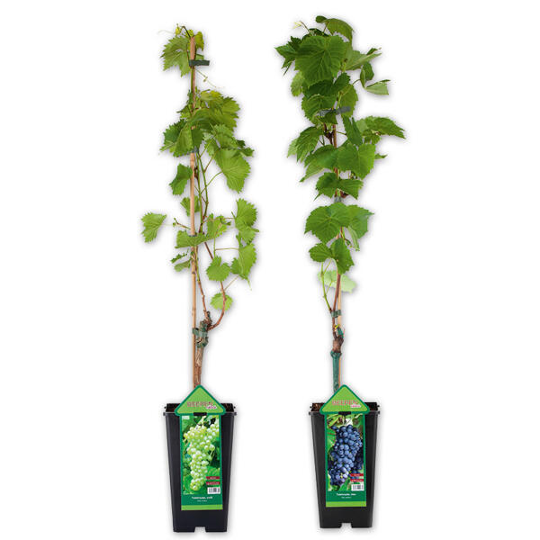 Veredelte kernarme Vitis Vinifera Tafeltrauben