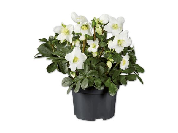 Christrose