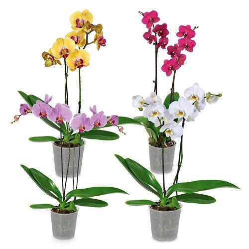 Orchidee