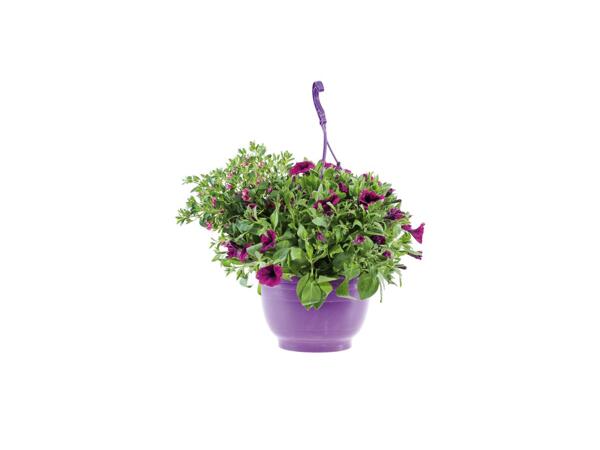 Large Hanging Planters