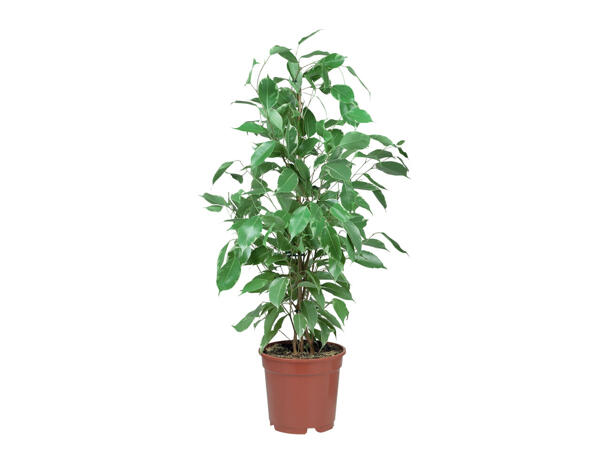 Mélange de plantes vertes