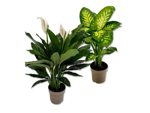 Tropical Green Plants