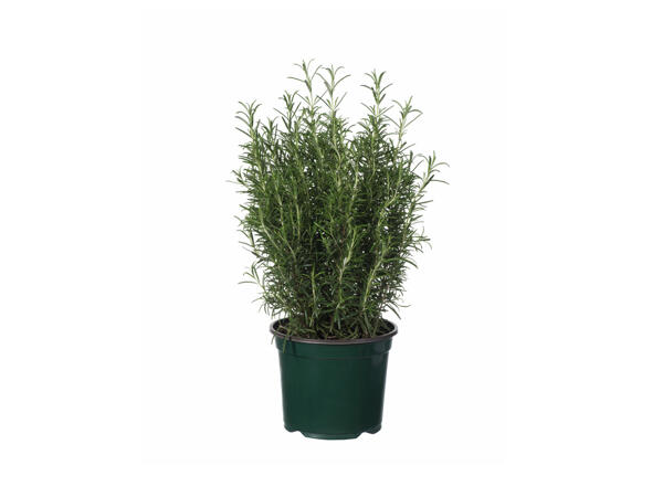 Aromatic Herbs