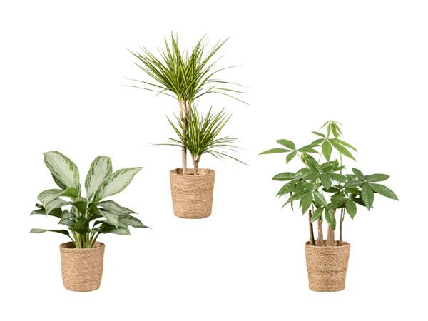 Assortiment de plantes vertes dans une corbeille