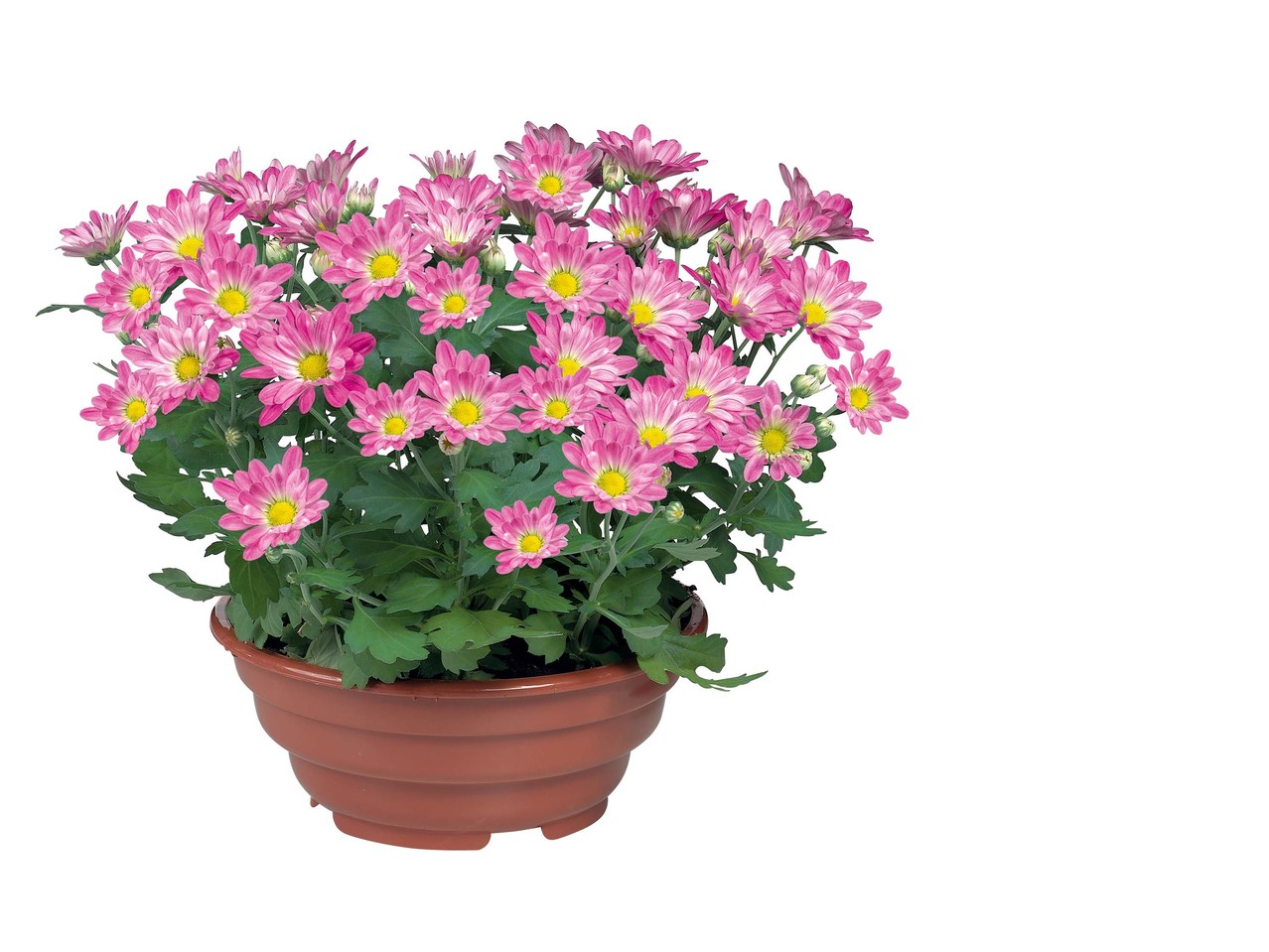 Chrysant in schaal