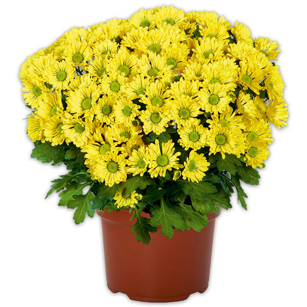 Chrysantheme "Swifty"