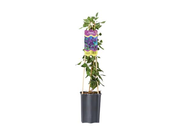 Clematis Mix