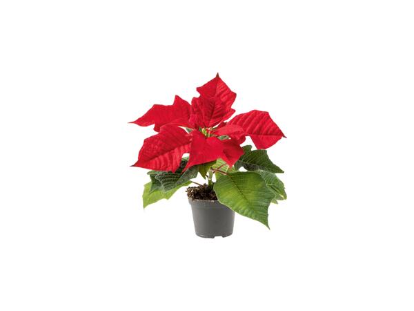 Mini Poinsettia