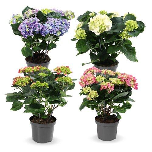 Gartenhortensie*