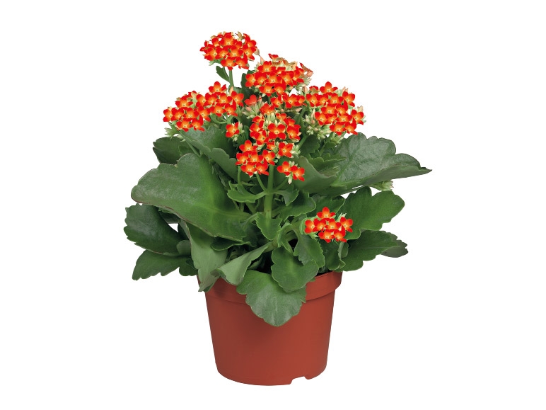 Flowering Plants