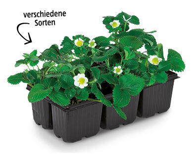 Erdbeerpflanze