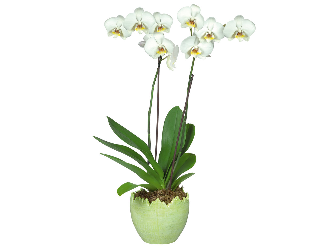 Phalaenopsis 2-Stieler im Keramikei