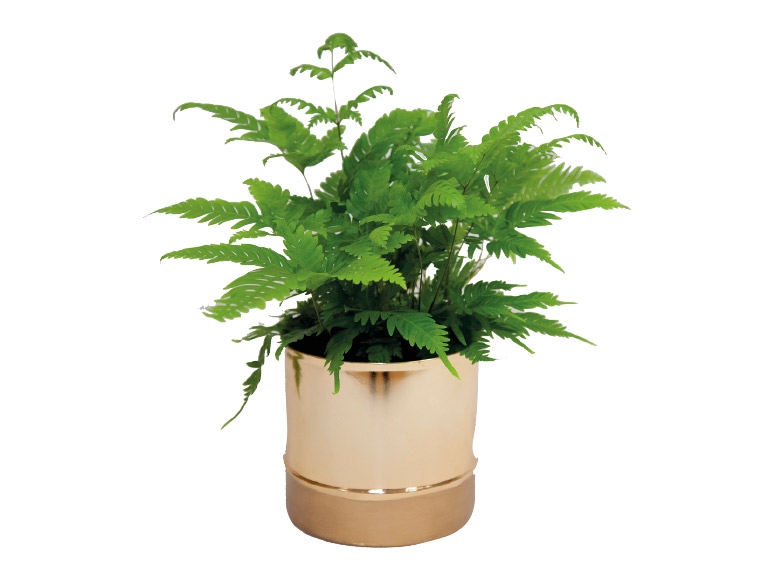 Houseplants in Copper
